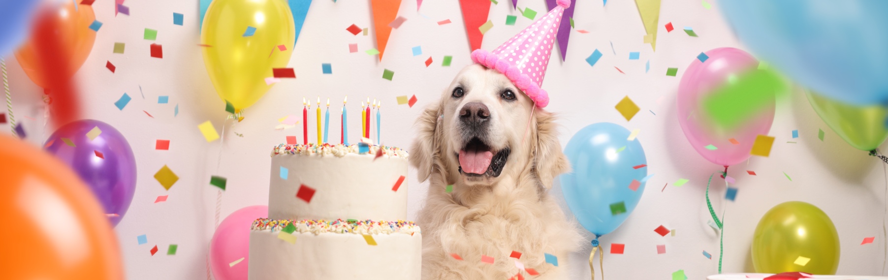 Pet Store Banner