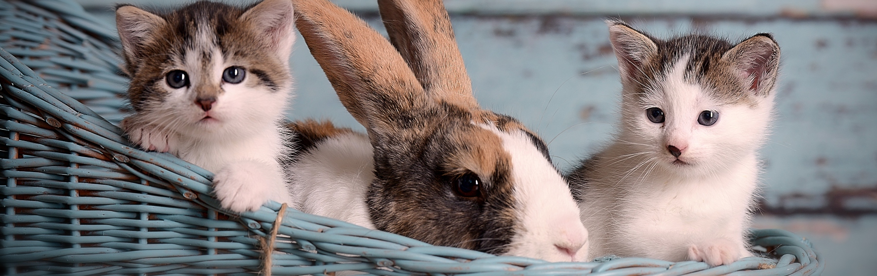 Pet Store Banner