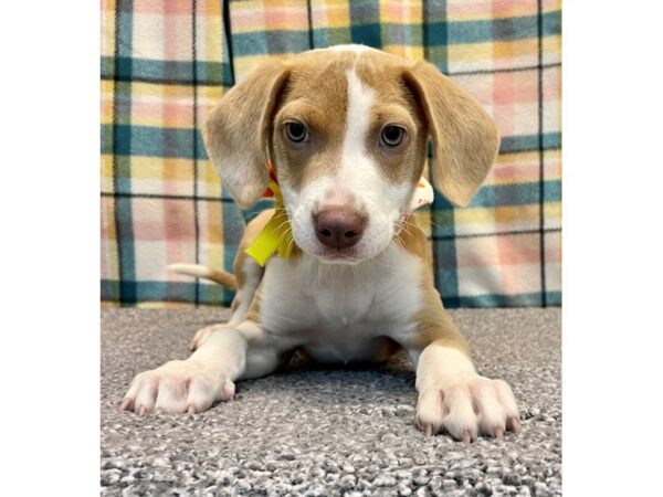 Hound Mix-Dog-Female-tan and white-2769-Petland Village of East Side, PA