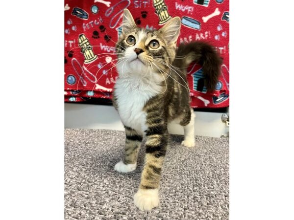 Domestic Long Hair-Cat-Male-Brown/White-2784-Petland Village of East Side, PA