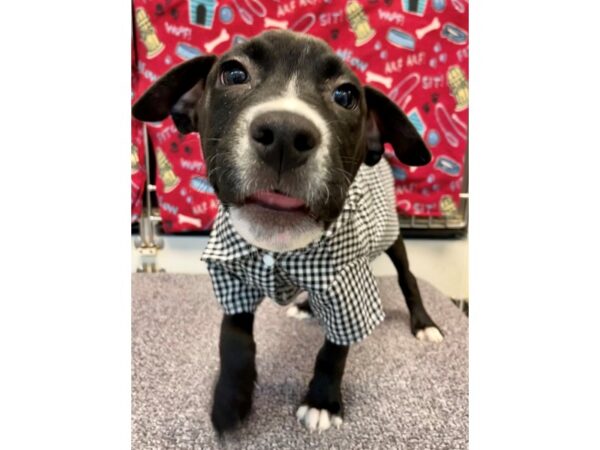 Mix Over 30 lbs-Dog-Male-black-2779-Petland Village of East Side, PA