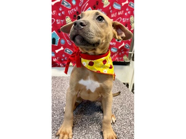 Mix Over 30 lbs-Dog-Female-tan/white-2781-Petland Village of East Side, PA