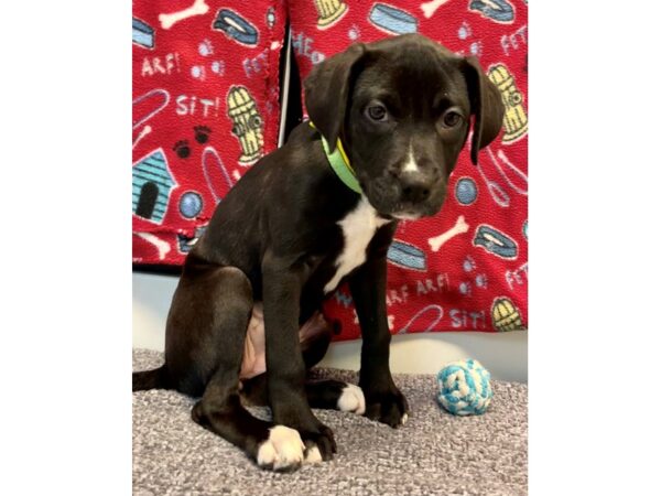 Mix Over 30 lbs-Dog-Female-black/white-2782-Petland Village of East Side, PA