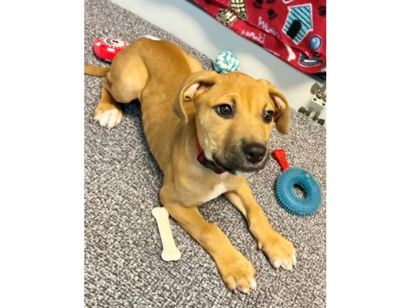 Mix Over 30 lbs-Dog-Female-tan-2780-Petland Village of East Side, PA