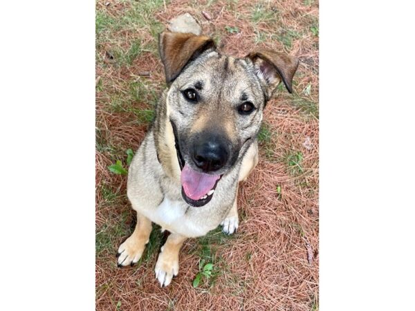 shepherd mix-Dog-Male-black/brown-2322-Petland Village of East Side, PA