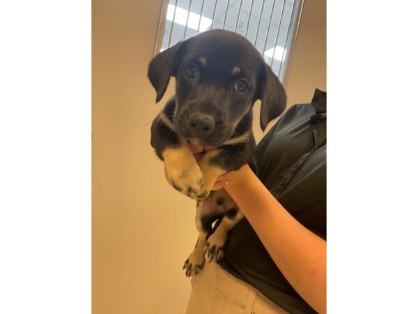 Terrier Mix-Dog-Male-black/tan-2789-Petland Village of East Side, PA