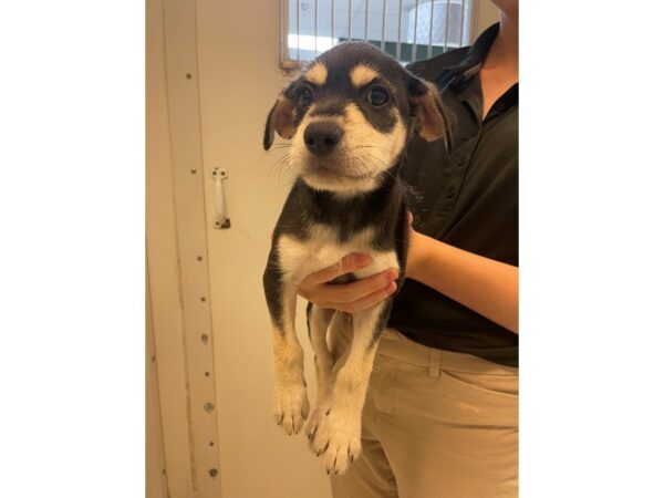 Terrier Mix-Dog-Female-black/tan-2787-Petland Village of East Side, PA