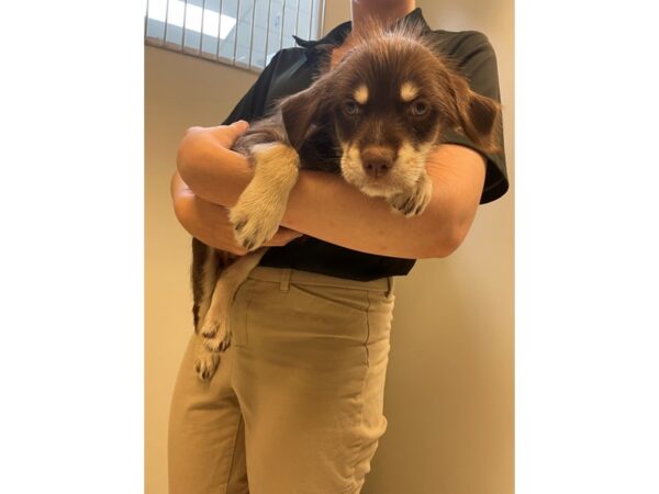 Terrier Mix-Dog-Female-chocolate/tan-2786-Petland Village of East Side, PA