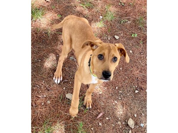 [#2764] tan w/white toes Male Hound Mix Puppies for Adoption