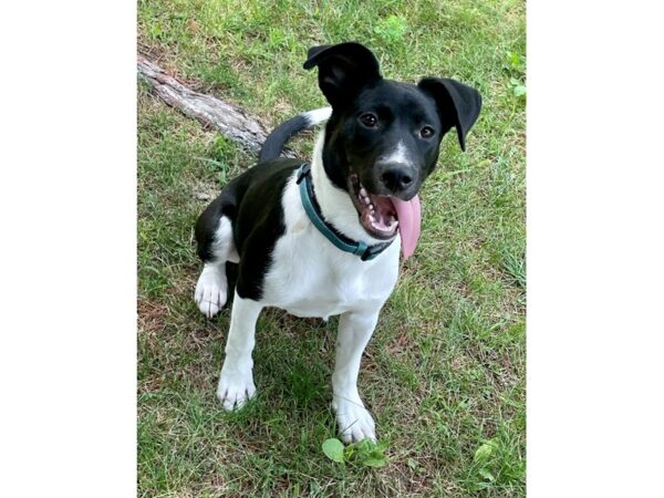 [#2750] Male Mix Over 30 lbs Puppies for Adoption