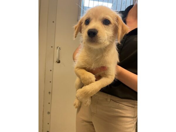 Terrier Mix-Dog-Female-blond-2785-Petland Village of East Side, PA