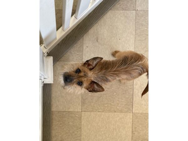 [#2801] brown/white Terrier Mix Puppies for Adoption