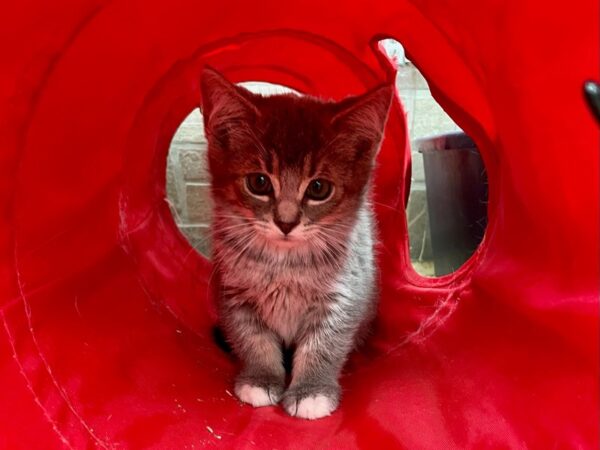 [#2796] grey Female Domestic Short Hair Kittens for Adoption