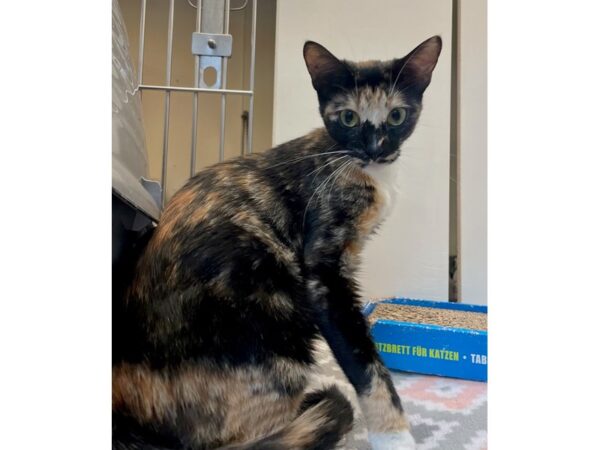 [#2800] calico Female Domestic Short Hair Kittens for Adoption