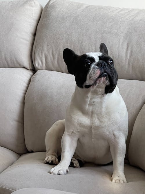 Cute french bulldog puppy sitting on a soft blanket with his