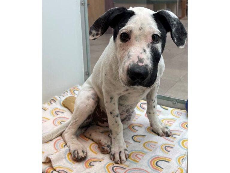 Petland Village of East Side, PA Buy Puppies, Pets & Dog Supplies