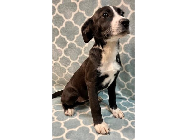 [#2825] black/white markings Female Mix Over 30 lbs Puppies for Adoption
