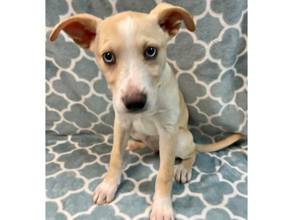 [#2826] Light Tan/White Female Mix Over 30 lbs Puppies for Adoption