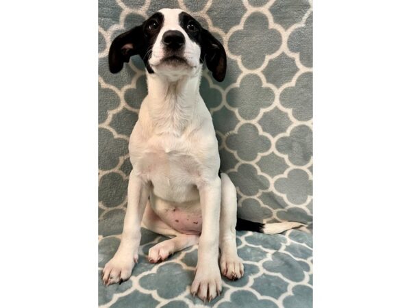 [#2829] black/white Female Mix Over 30 lbs Puppies for Adoption