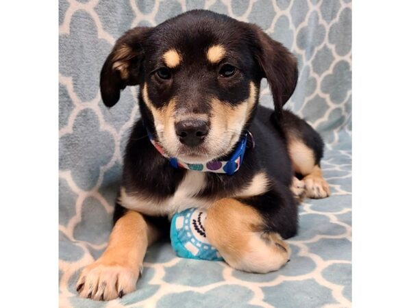 [#2830] Tricolor Female Mix Over 30 lbs Puppies for Adoption