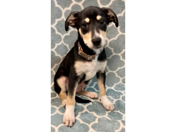 [#2831] Tricolor Male Mix Over 30 lbs Puppies for Adoption