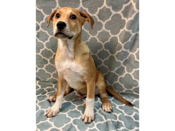 [#2832] Tan/white Male Mix Over 30 lbs Puppies for Adoption