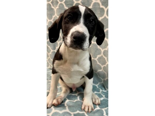 [#2833] black/white Male Mix Over 30 lbs Puppies for Adoption