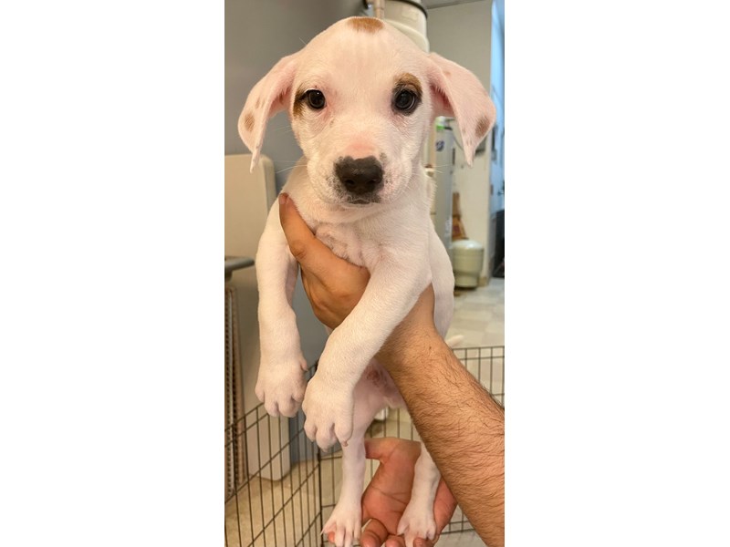 Petland Village of East Side, PA Buy Puppies, Pets & Dog Supplies