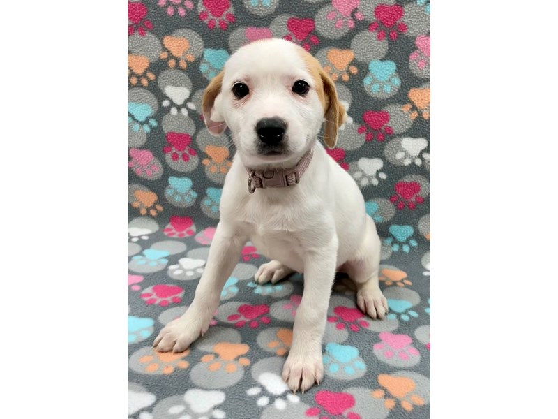 Available Pets Petland Village of East Side, PA