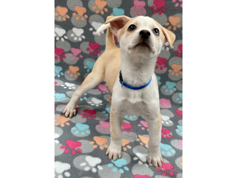 Available Pets Petland Village of East Side, PA