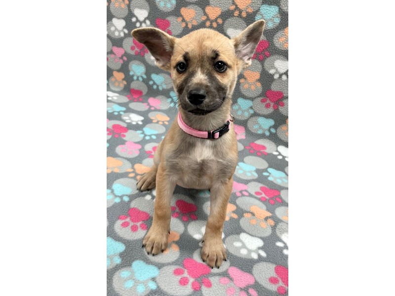 Available Pets Petland Village of East Side, PA