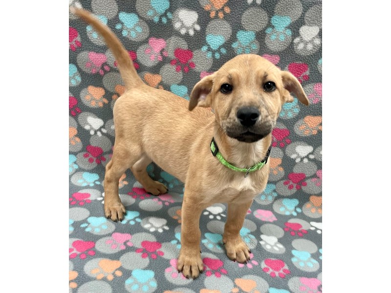 Available Pets Petland Village of East Side, PA