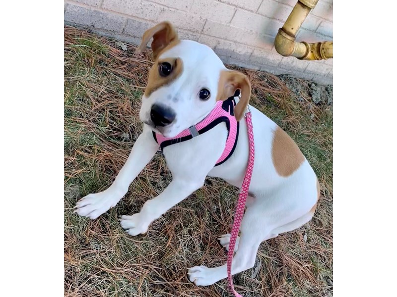 Available Pets Petland Village of East Side, PA