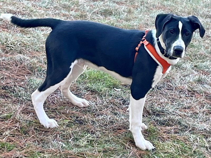 Available Pets Petland Village of East Side, PA