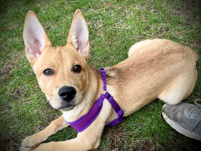 Puppies for Adoption Petland Village of East Side, PA