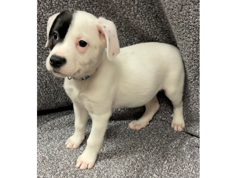 Puppies for Adoption Petland Village of East Side, PA