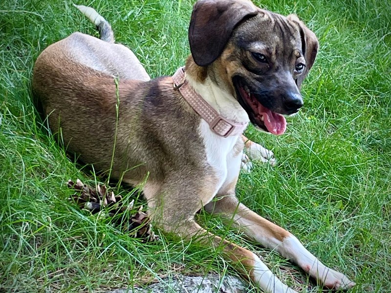 Available Pets Petland Village of East Side, PA