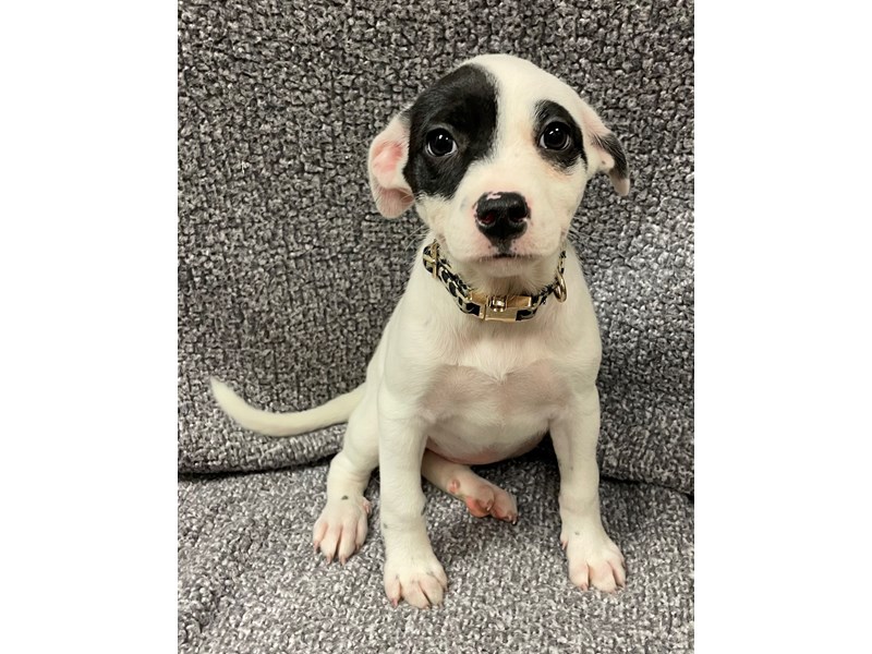 Small Animal black/white ID231557 Located at Petland Village of East
