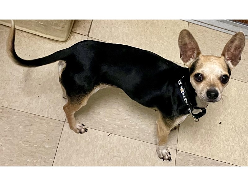 Puppies for Adoption Petland Village of East Side, PA