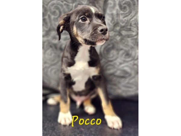 [#2908] blk/wht/tan Male Mixed Breed Puppies for Adoption