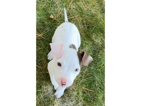 [#2941] White & Brown Female Pit Bull Mix Puppies for Adoption