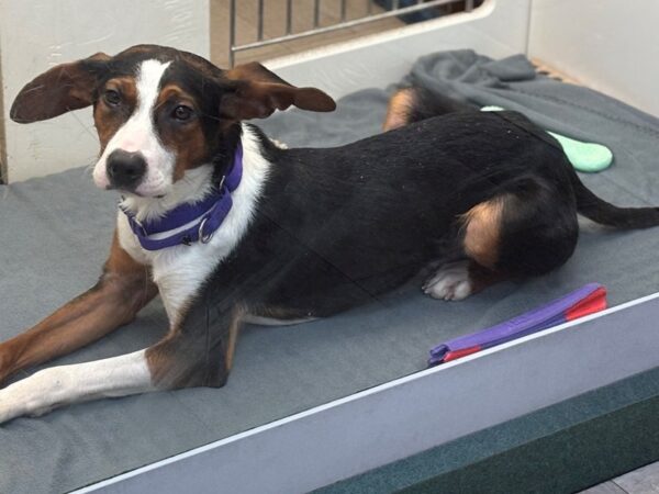 [#3006] Male Hound Mix Puppies for Adoption