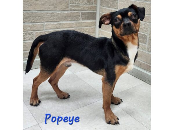 [#3019] Tricolor Male Mixed Puppies for Adoption