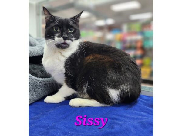 [#3026] black/white Female Domestic Short Hair Kittens for Adoption