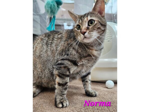 [#2985] tabby Female Domestic Short Hair Kittens for Adoption